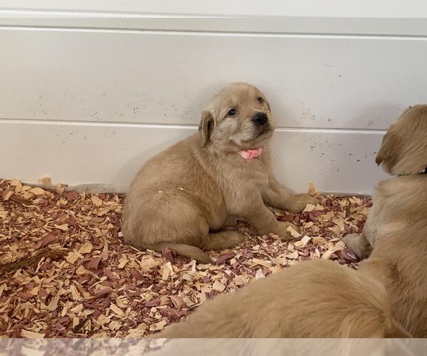 Medium Photo #12 Golden Retriever Puppy For Sale in THOMSON, GA, USA