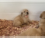 Small #11 Golden Retriever