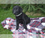 Small #3 Labrador Retriever