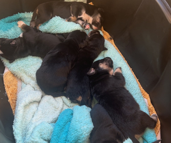 Medium Photo #1 Cane Corso-Siberian Husky Mix Puppy For Sale in SPARTANBURG, SC, USA