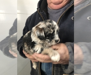 Aussie-Poo Puppy for Sale in SAINT LOUIS, Michigan USA