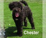 Small #3 Poodle (Miniature)-Wheaten Terrier Mix