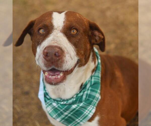 Medium Photo #1 Masti-Bull Puppy For Sale in San Antonio, TX, USA