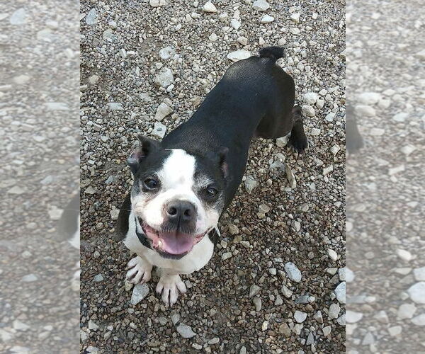Medium Photo #4 Boston Terrier Puppy For Sale in Foristell, MO, USA