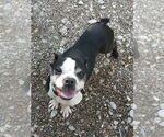 Small #3 Boston Terrier