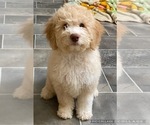 Small Photo #9 Lagotto Romagnolo Puppy For Sale in VANCOUVER, WA, USA