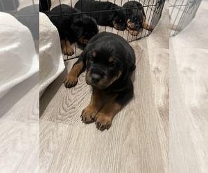 Rottweiler Puppy for sale in AUSTELL, GA, USA