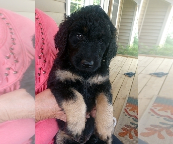 Medium Photo #1 Goldendoodle Puppy For Sale in FLETCHER, NC, USA