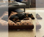 Small #5 Rottweiler