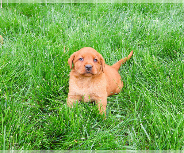 Medium Photo #5 Labrador Retriever Puppy For Sale in SYRACUSE, IN, USA