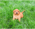 Small #4 Labrador Retriever