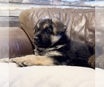 Small Photo #21 German Shepherd Dog Puppy For Sale in BRIGHTON, CO, USA