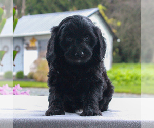 Cavalier King Charles Spaniel-Poodle (Toy) Mix Puppy for sale in COCHRANVILLE, PA, USA
