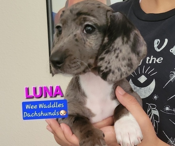 Medium Photo #1 Dachshund Puppy For Sale in WALLACE, CA, USA