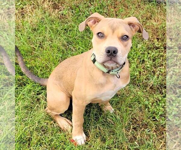 Medium Photo #1 American Staffordshire Terrier-Unknown Mix Puppy For Sale in Bethesda, MD, USA