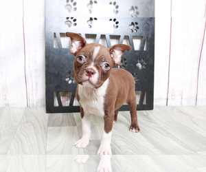 Boston Terrier Puppy for sale in MARIETTA, GA, USA