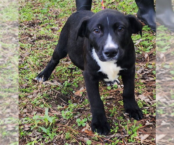 Medium Photo #2 Labrador Retriever-Unknown Mix Puppy For Sale in Wetumpka, AL, USA