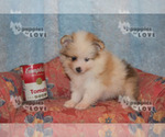 Small Photo #1 Pomeranian Puppy For Sale in SANGER, TX, USA