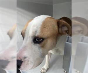 Mutt Dogs for adoption in Houston, TX, USA