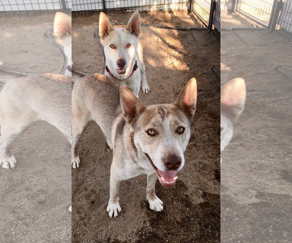 Medium Photo #3 Siberian Husky-Unknown Mix Puppy For Sale in Lancaster, CA, USA