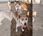 Small #2 Siberian Husky Mix