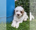 Small Photo #13 Cockapoo-Poodle (Miniature) Mix Puppy For Sale in SALEM, MO, USA
