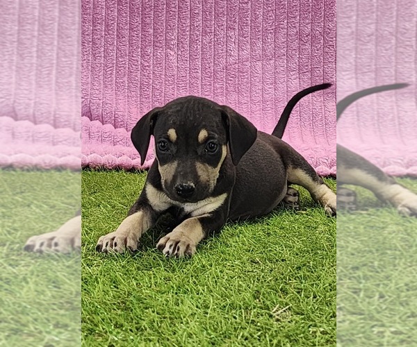 Medium Photo #14 Catahoula Leopard Dog Puppy For Sale in CUMBY, TX, USA