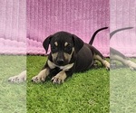 Small #13 Catahoula Leopard Dog