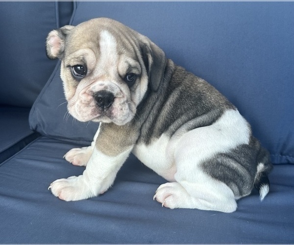 Medium Photo #75 English Bulldog Puppy For Sale in WEEKI WACHEE, FL, USA