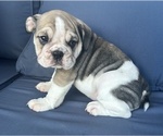 Small Photo #75 English Bulldog Puppy For Sale in WEEKI WACHEE, FL, USA