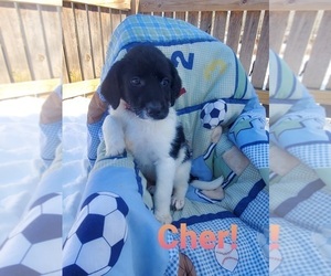 Labradoodle Puppy for sale in ALTON, MO, USA