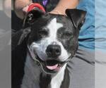 Small Photo #2 American Pit Bull Terrier-Unknown Mix Puppy For Sale in Canfield, OH, USA