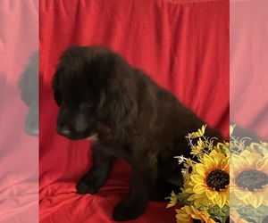 Newfoundland Puppy for Sale in AURORA, Indiana USA