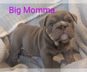 Medium Bulldog