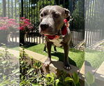 Small #10 American Pit Bull Terrier-American Staffordshire Terrier Mix