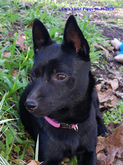 Mother of the Schipperke puppies born on 09/24/2018