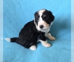 Small #4 Aussiedoodle