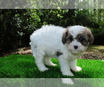 Puppy 3 ShihPoo