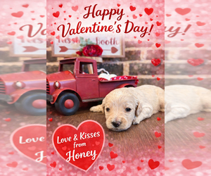 Goldendoodle Puppy for sale in SOCIAL CIRCLE, GA, USA