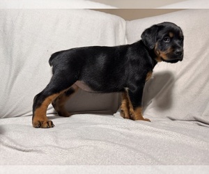 Rottweiler Puppy for sale in MARICOPA, AZ, USA