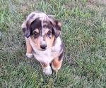 Small #2 Corgi-Aussie