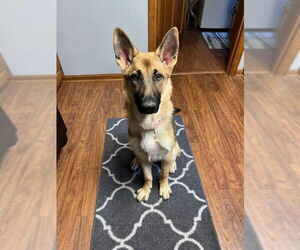 German Shepherd Dog Dogs for adoption in Kansas City, MO, USA