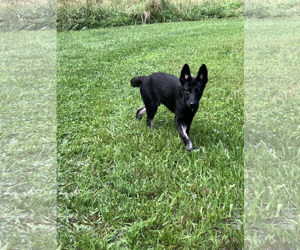 Medium Photo #6 German Shepherd Dog-Unknown Mix Puppy For Sale in Centreville, VA, USA