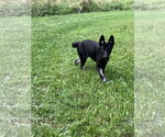 Small #5 German Shepherd Dog Mix