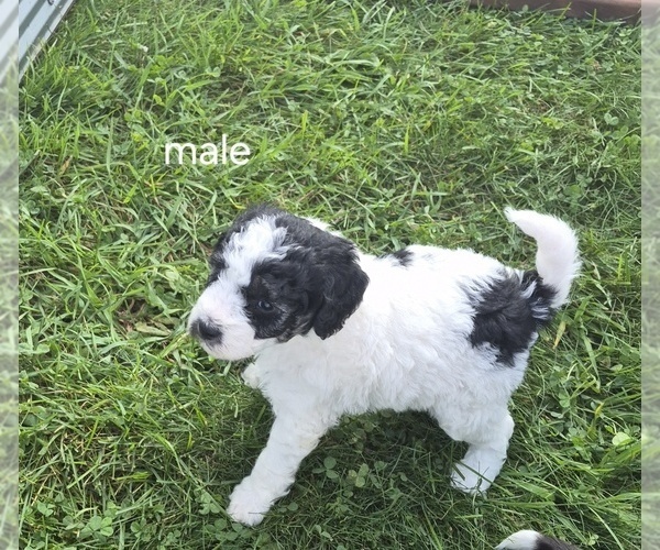 Medium Photo #9 Bernedoodle (Miniature) (+ Poodle Miniature) Puppy For Sale in DETROIT, MI, USA