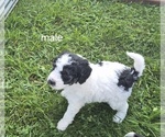 Small Photo #9 Bernedoodle (Miniature) (+ Poodle Miniature) Puppy For Sale in DETROIT, MI, USA