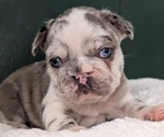 Small #5 French Bulldog