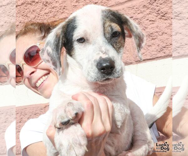 Medium Photo #2 Basset Hound-Unknown Mix Puppy For Sale in Washington, DC, USA