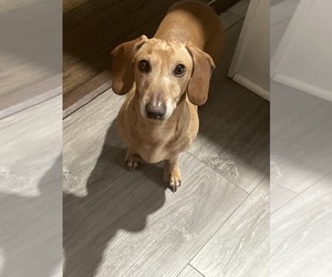 Father of the Dachshund puppies born on 04/04/2025
