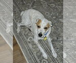 Small #4 German Shepherd Dog Mix